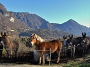 19 Asinelli con cavallo con vista in Alben-Suchello-Cornalba